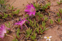 Cephalophyllum rostellum