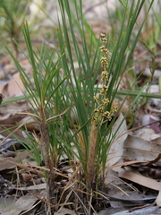 Lomandra glauca