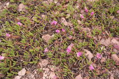 Cephalophyllum rostellum