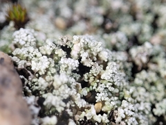 Stereocaulon condensatum