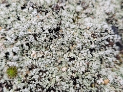 Stereocaulon condensatum