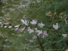 Astragalus melilotoides