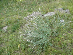Astragalus melilotoides