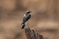 Oenanthe melanoleuca