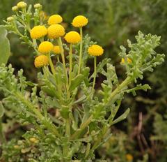 Oncosiphon sabulosus