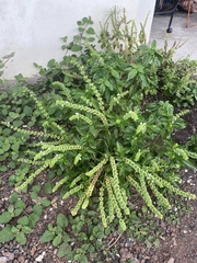 Ocimum campechianum