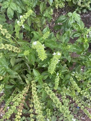 Ocimum campechianum