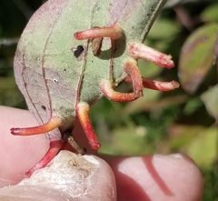 Craneiobia tuba