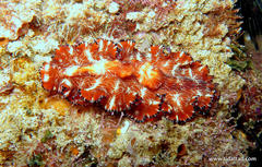 Pseudobiceros fulgor