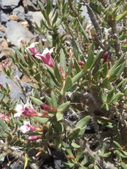 Pachypodium bispinosum