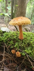 Leucopholiota