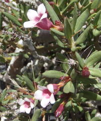 Pachypodium bispinosum