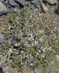 Pachypodium bispinosum