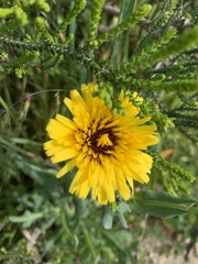 Reichardia