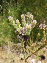 Leucadendron thymifolium