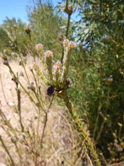 Leucadendron thymifolium