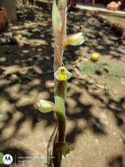 Mesadenella cuspidata