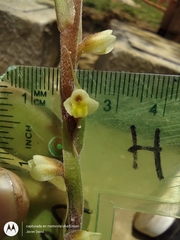 Mesadenella cuspidata