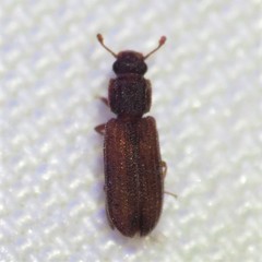 Colydiinae
