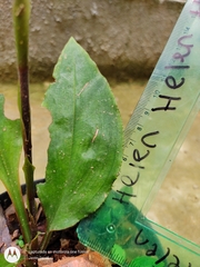 Mesadenella cuspidata