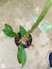 Mesadenella cuspidata