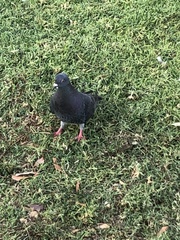 Columba livia domestica