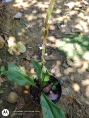 Mesadenella cuspidata