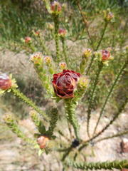 Leucadendron thymifolium