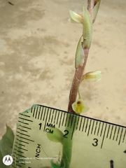 Mesadenella cuspidata