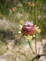 Leucadendron thymifolium