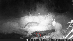 Rhinella atacamensis