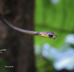 Chironius multiventris