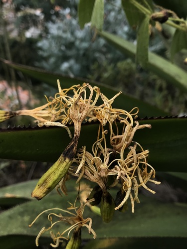 Agave sylvesteriana