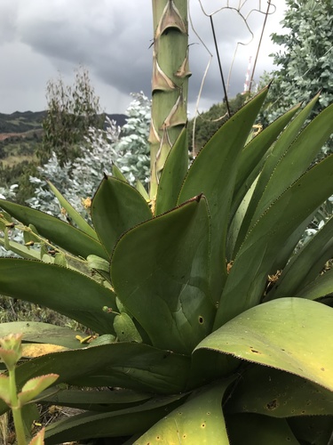 Agave sylvesteriana