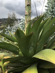 Agave sylvesteriana