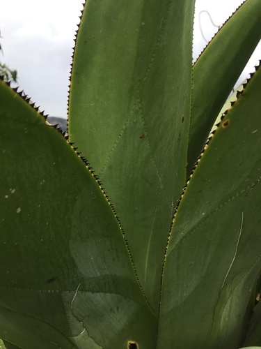 Agave sylvesteriana
