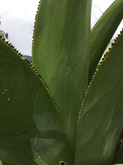 Agave sylvesteriana
