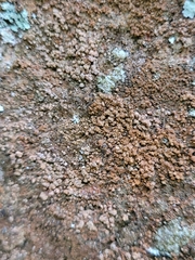 Gyrographa gyrocarpa