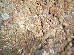 Gyrographa gyrocarpa