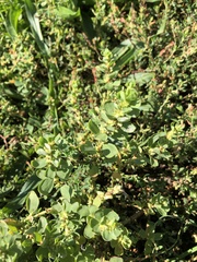 Polygonum achoreum