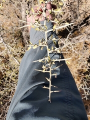 Sarcomphalus obtusifolius canescens