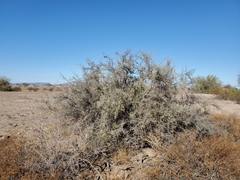 Sarcomphalus obtusifolius canescens