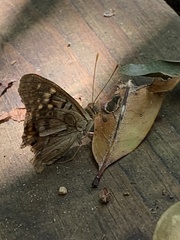 Apaturinae