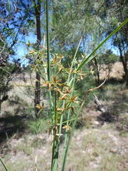 Cyperus sphaerospermus