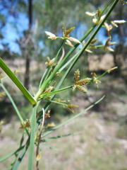 Cyperus sphaerospermus