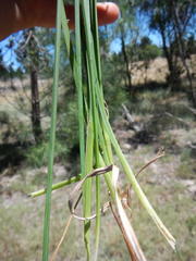 Cyperus sphaerospermus