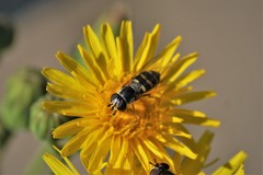 Eupeodes confertus