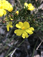 Hibbertia cistiflora