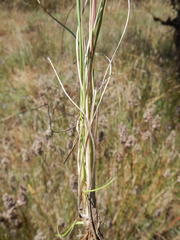 Tribolium hispidum
