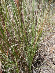 Tribolium hispidum